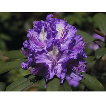 Detail fialového kvetu rododendronu so zelenými listami.