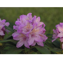 Detail kvetu rododendronu