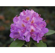 Detail kvetu rododendronu