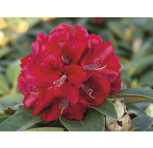 Detail červeného kvetu rododendronu