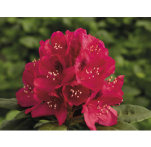 Kvetenstvo rastliny Rododendron v detaile