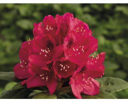 Kvetenstvo rastliny Rododendron v detaile