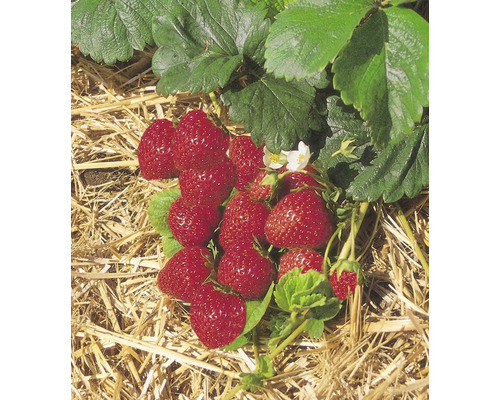 Detailný pohľad na jahodové rastliny so zrelými jahodami na slame