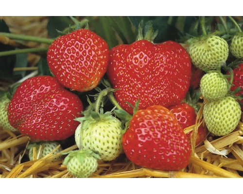 Detailný záber zrelých a nezrelých jahôd.