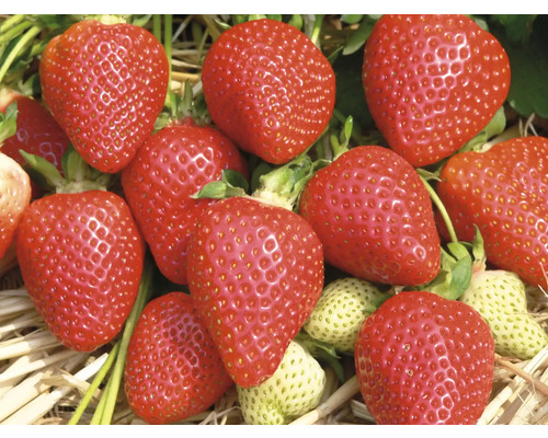 Detailný záber zrelých jahôd