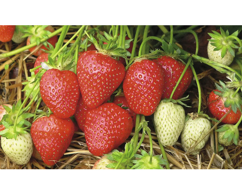 Detailný pohľad na červené a zelené jahody rastúce na slame.