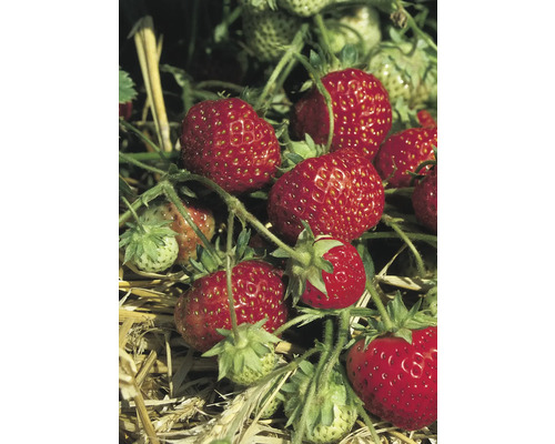 Detailný záber zrelých jahôd na rastline