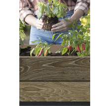 Žena sadí bazalku do drevenej bedničky s paprikami.