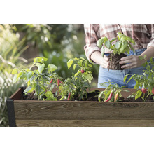 Vyvýšený záhon s bylinkami a zeleninovými rastlinami, vrátane bazalky a chilli, s osobou, ktorá sadí.