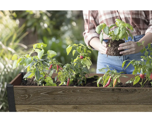 Vyvýšený záhon s bylinkami a zeleninovými rastlinami, vrátane bazalky a chilli, s osobou, ktorá sadí.