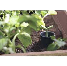 Mladá rastlina v kvetináči v hrantíku