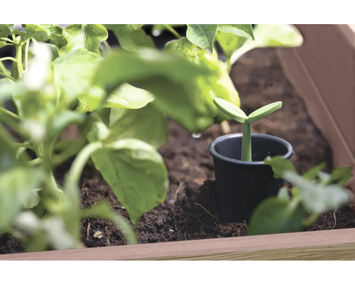 Mladá rastlina v kvetináči v hrantíku