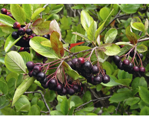 Arónia BIO FloraSelf Bio Aronia 'Nero' kvetináč 3 l