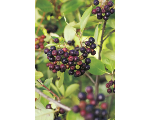 Arónia BIO FloraSelf Bio Aronia 'Viking' kvetináč 3 l