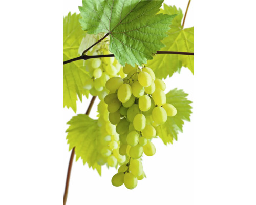 Vinič BIO banánový FloraSelf Bio Vitis vinifera výška cca 90 cm kvetináč 3 l