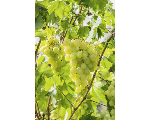 Vinič BIO bezsemenný FloraSelf Bio Vitis vinifera 'Lakemont' výška cca 90 cm kvetináč 3 l