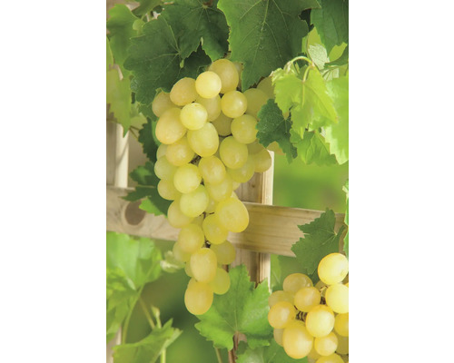 Vinič BIO bezsemenný FloraSelf Bio Vitis vinifera 'Palatina' výška cca 90 cm kvetináč 3 l