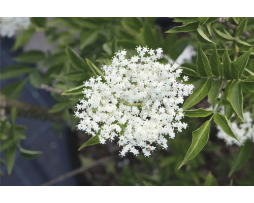 Kvetenstvo kríka bazy čiernej s bielymi kvetmi