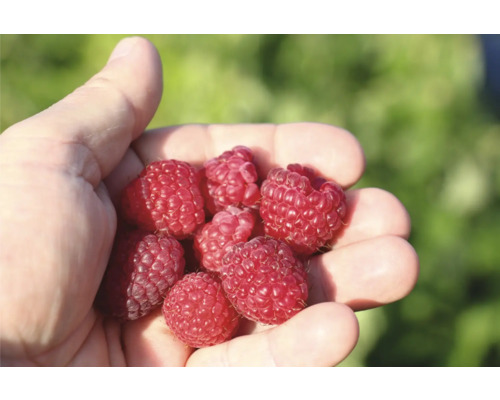 Malina balkónová BIO zakrslá FloraSelf Bio Rubus idaeus Little Sweet Sister® květináč 3 l