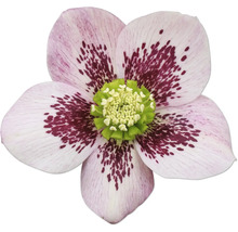 Detail kvetu čemerice so škvrnitými kvetnými lupienkami