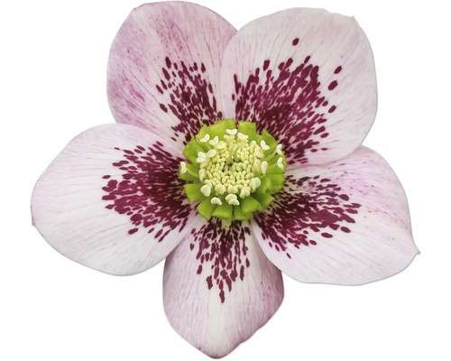 Detail kvetu čemerice so škvrnitými kvetnými lupienkami