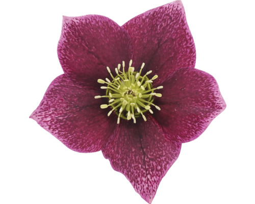 Detail purpurovej čemerice so žltým stredom