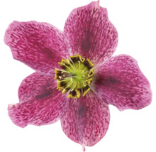 Detail kvetu čemerice