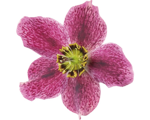 Detail kvetu čemerice