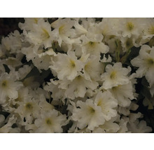 Detail bielych kvetov rododendronu