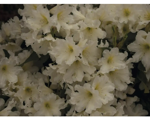 Detail bielych kvetov rododendronu