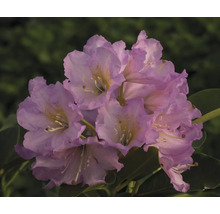 Detail kvetenstva rastliny Rhododendron