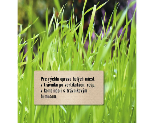 Stébla trávy na rýchlu opravu holých miest v trávniku po vertikutácii alebo v kombinácii s trávnikovým humusom