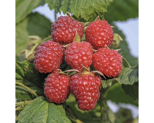 Malina jesenná BIO FloraSelf Bio Rubus idaeus 'Heritage' výška cca 30 cm kvetináč 2 l Detailný pohľad na maliny na kríku so zelenými listami.
