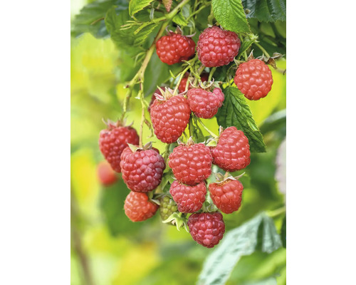 Malina letná BIO FloraSelf Bio Rubus idaeus 'Willamette' výška cca 30 cm kvetináč 2 l Detailný záber malín na kríku