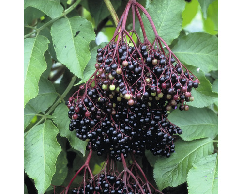 Baza čierna BIO veľkoplodá FloraSelf Bio Sambucus nigra 'Haschberg' kvetináč 2 l Plody bazy čiernej s listami