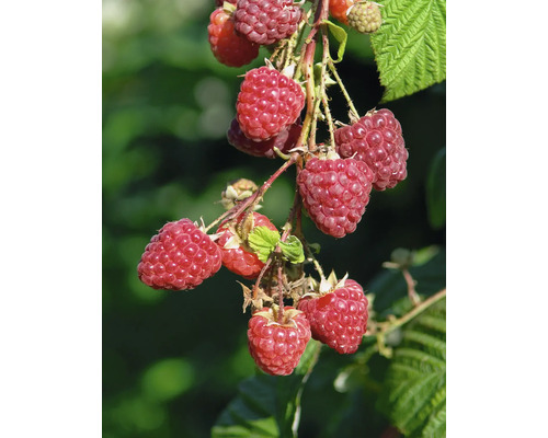 Malina letná BIO FloraSelf Bio Rubus idaeus 'Meeker' výška cca 30 cm kvetináč 2 l Detailný pohľad na zrelé maliny na kríku