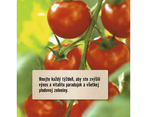 Zrelé paradajky na rastline