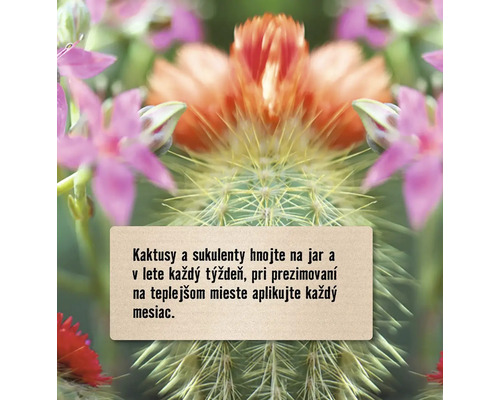 Informácie o hnojení kaktusov a sukulentov