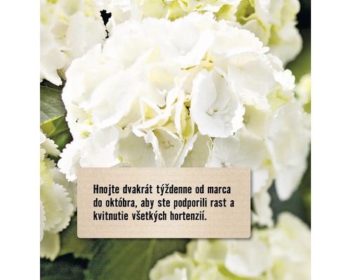 Detail bieleho kvetu hortenzie