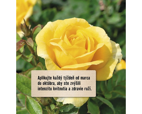 Žltá ruža s tipmi, ako zvýšiť kvitnutie a zdravie
