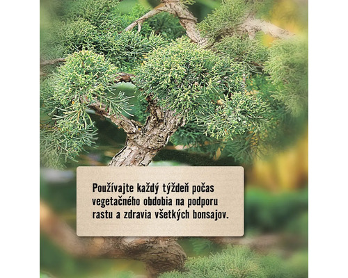 Detailný pohľad na bonsaj so štítkom