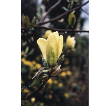 Žltý kvet magnólie s kvapkami vody na vetve