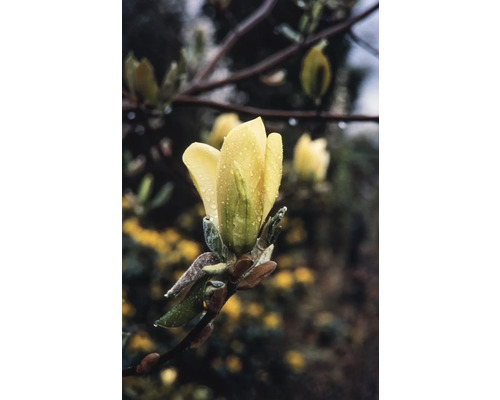 Magnólia FloraSelf Magnolia 'Daphne' výška 60-80 cm kvetináč 7,5 l