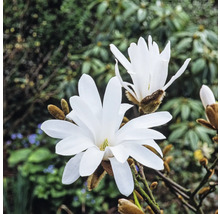 Detail bielych kvetov magnólie hviezdokvetej