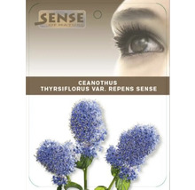 Balenie Ceanothus thyrsiflorus var. repens Sense