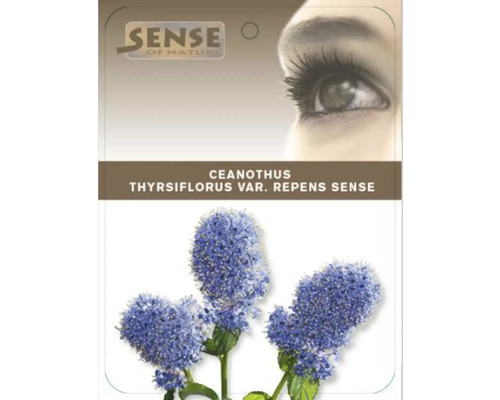 Balenie Ceanothus thyrsiflorus var. repens Sense