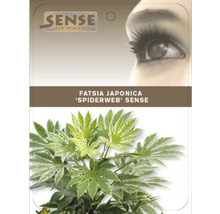 Izbová rastlina Fatsia Japonica ''Spiderweb Sense'' v kvetináči