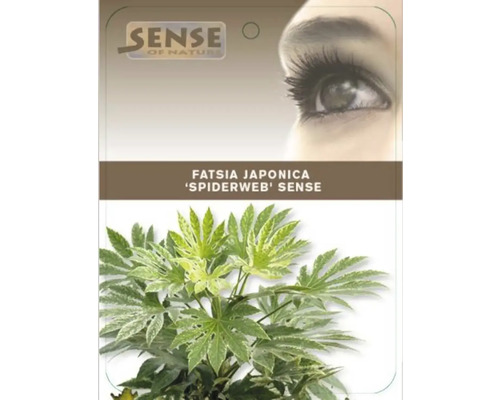 Izbová rastlina Fatsia Japonica ''Spiderweb Sense'' v kvetináči
