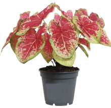 Caladium rastlina v kvetináči s červeno-zelenými listami