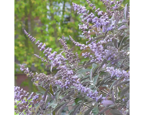 Kvitnúci krík vitex jahňací v záhrade